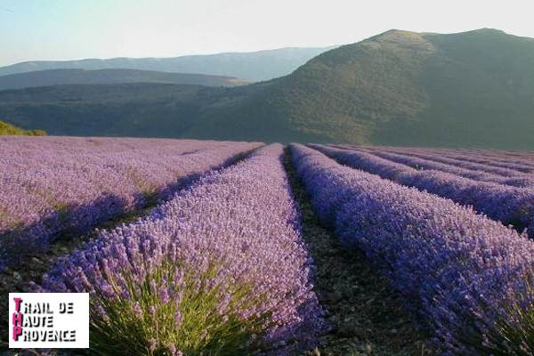 La lavande de Haute Provence