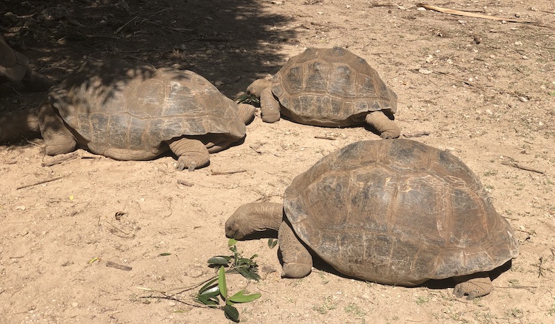 Ile de Rodrigues - reserve aux tortues - Fred Bousseau